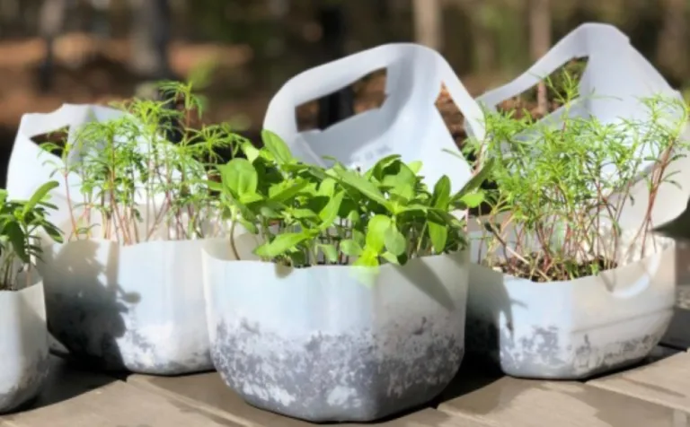 Milk jugs cut in half with plants growing in them